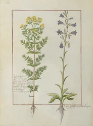 Deux plantes à fleurs du Livre des simples médecines par Mattheaus Platearius, c.1470
